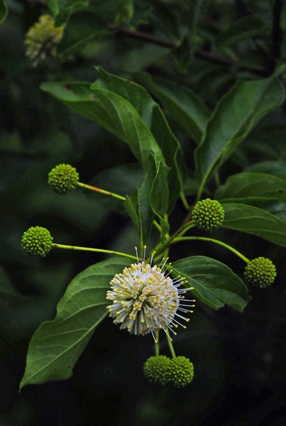 Button Bush