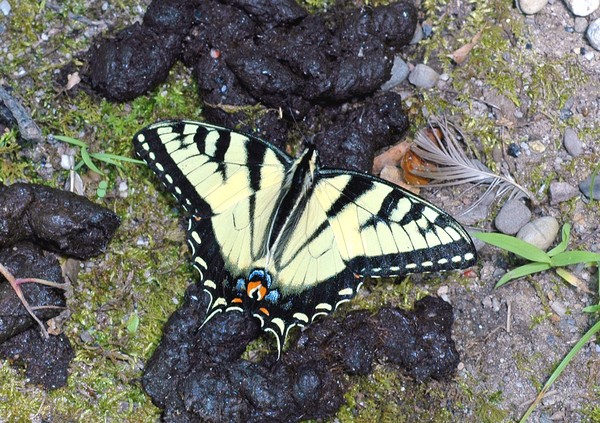 Eastern Tiger Swallowtail Butterfly