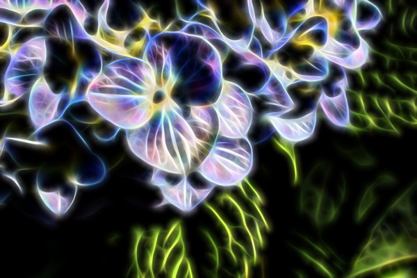 Hydrangea
