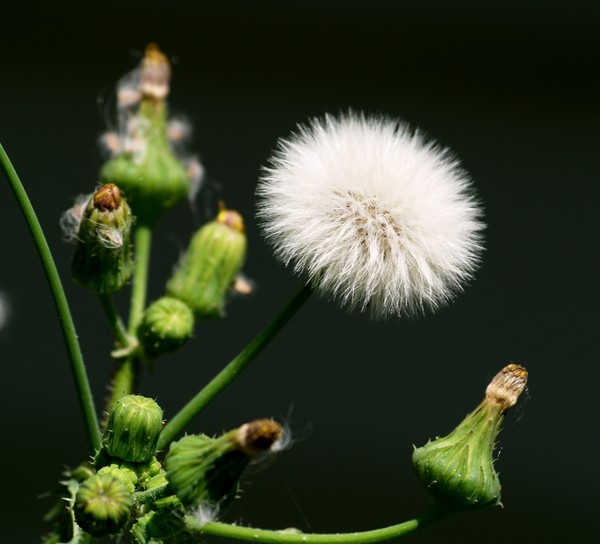 Puff Ball