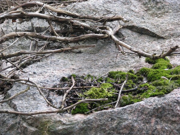 naturephoto -
