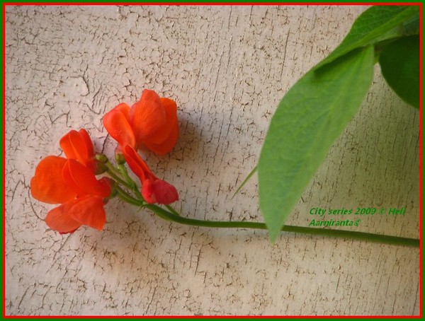 single beauty...on it's own but not alone...