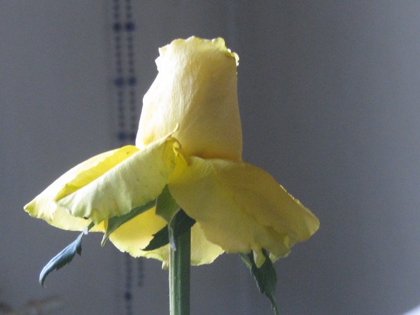 -yellow rose-
