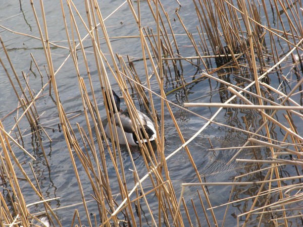city series2010/ducks..