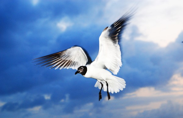 Seagulls I