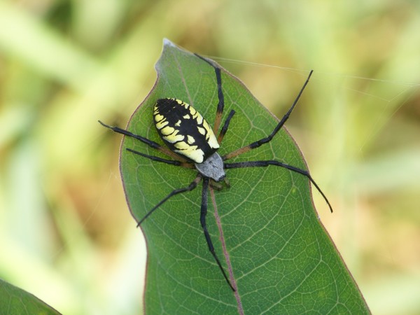 Garden Spider