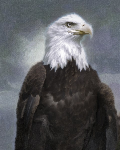 Bald Eagle Portrait