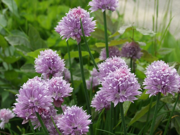 Clover 