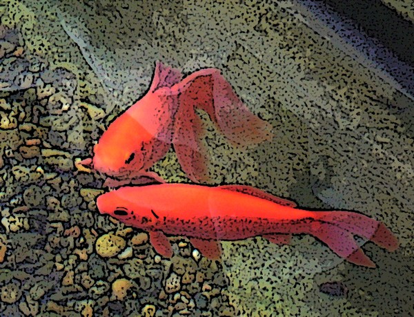 fishs