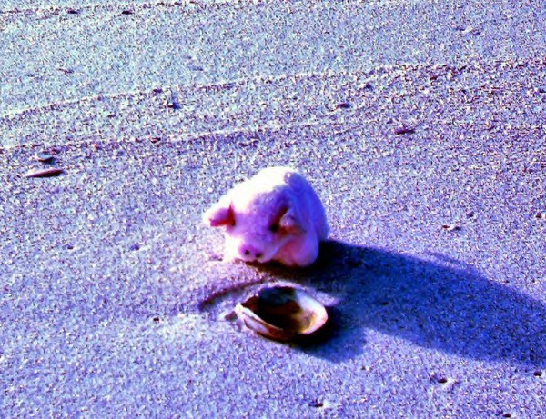 Piggys Found a New Friend on His Quest To Da Ocean