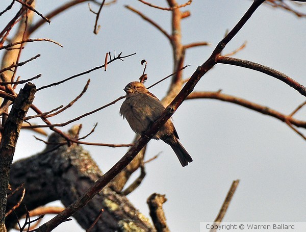 Grosbeak?