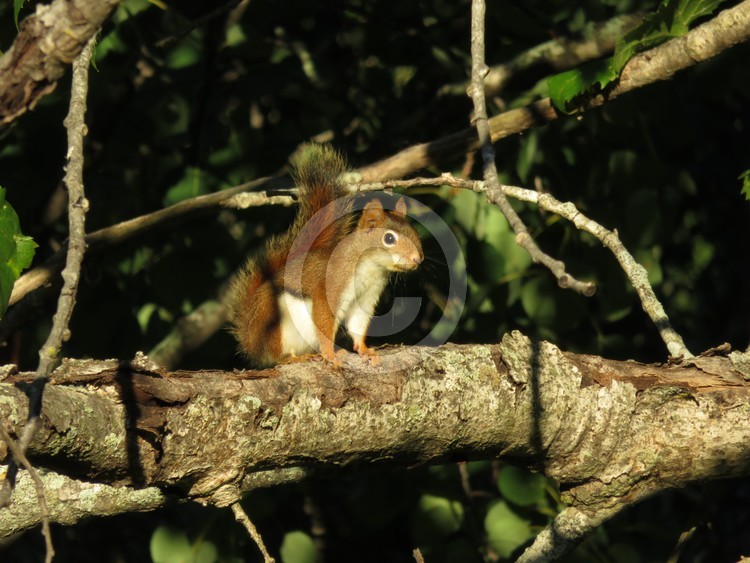 Red squirrel