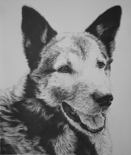 Pet Portrait