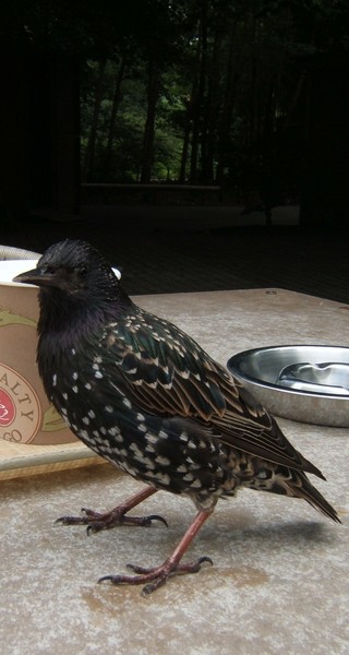 Starling