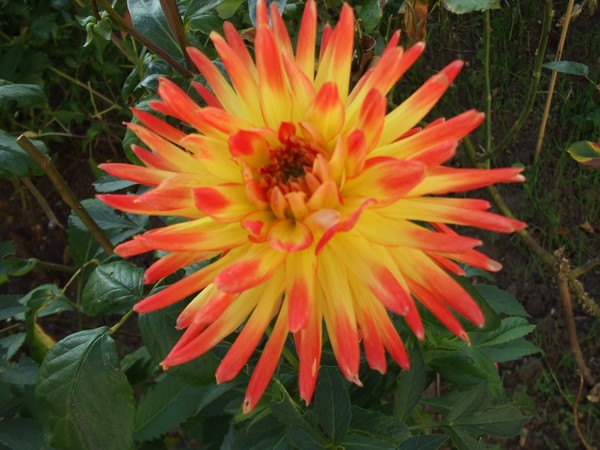 spiky Dahlia