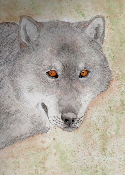 Wolf