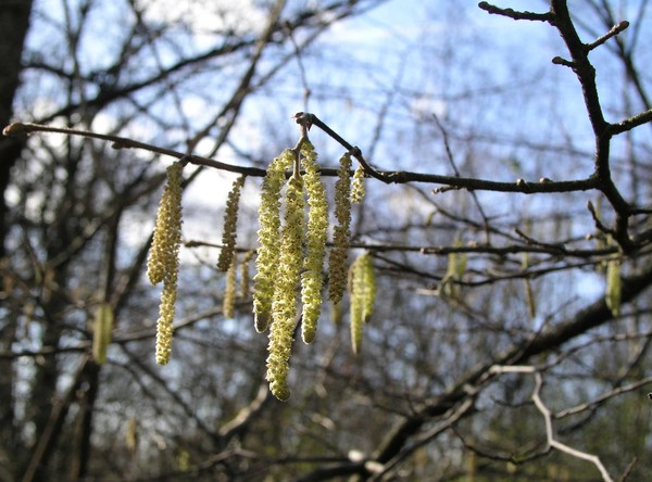 spring