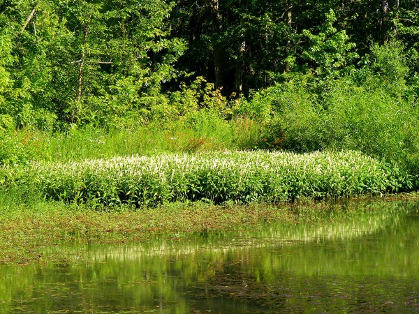 fragrant grasses