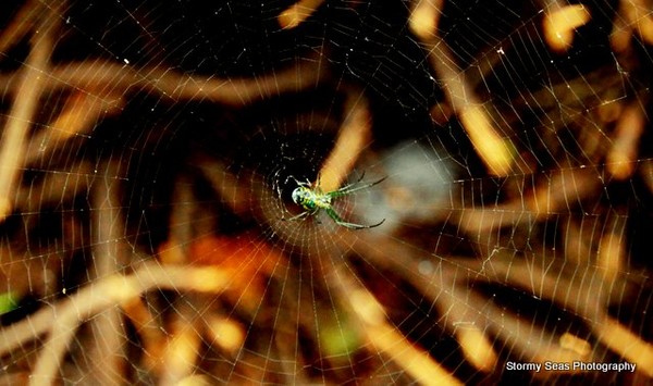 SpiderWeb