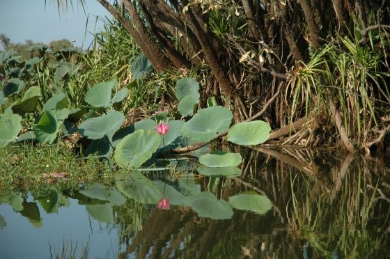 Yellow Waters, NT Aust