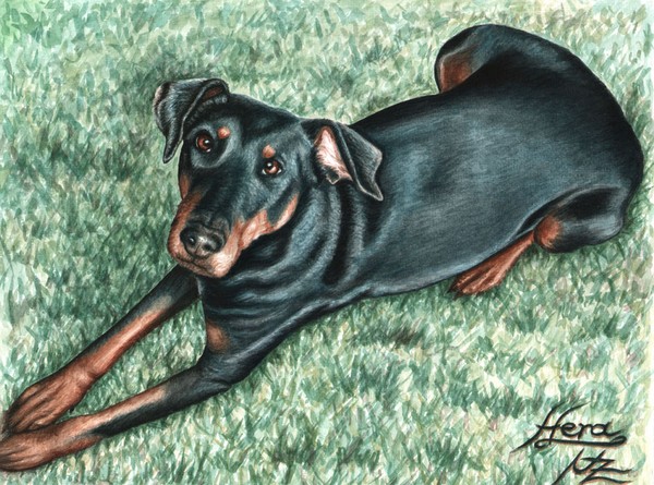 Dobermann