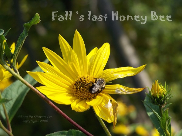 Fall 