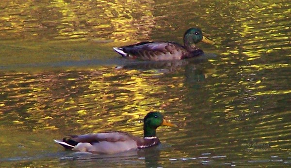 Duck Art