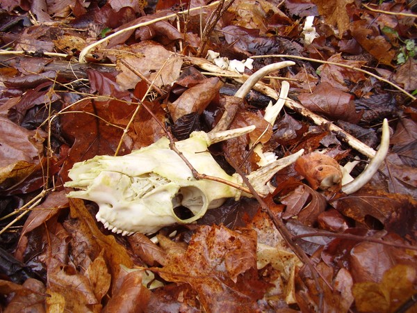 Remnants