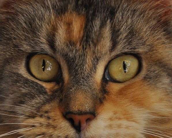The look