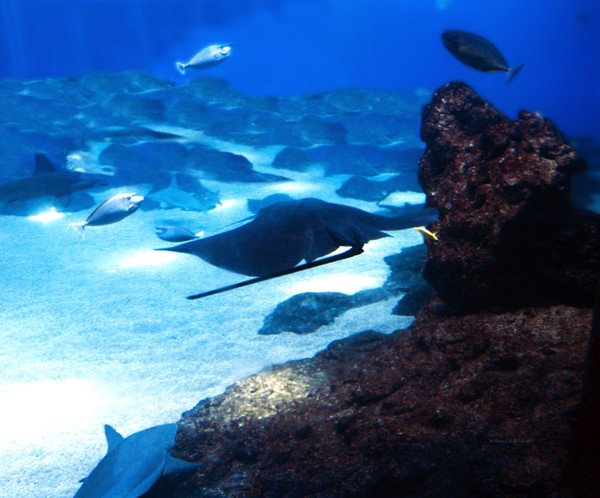 Swimming with Sharks