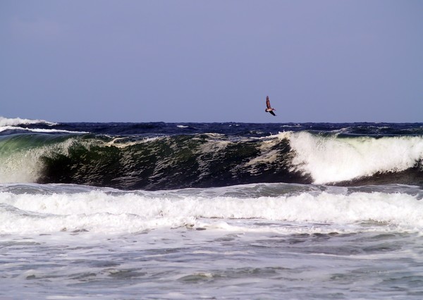 Pelican Sighting II