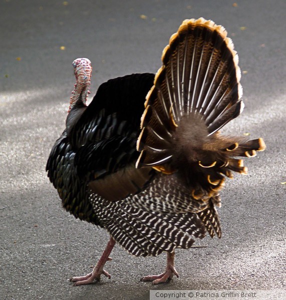 Aloha Turkey