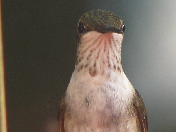 Hummingbirds August 2008. Nashville Tennessee
