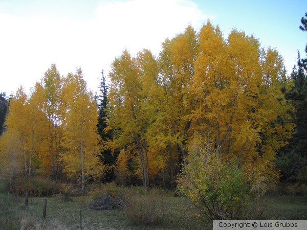 Fall Foilage Sept 2011 My camera 031