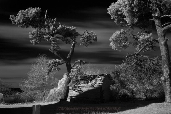 IR of tree and shed at the Tokeland hotel