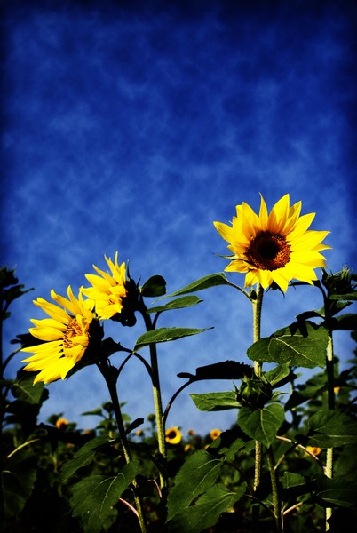 Sunflowers