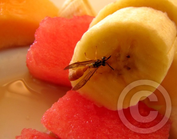 Sharing the Fruit!