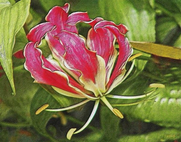 Exotoc Lily
