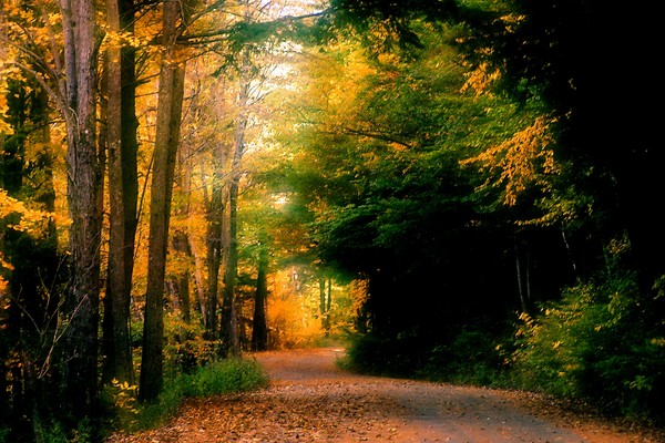 Woodland Path