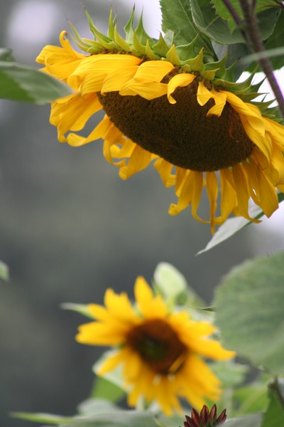 sunflower 2