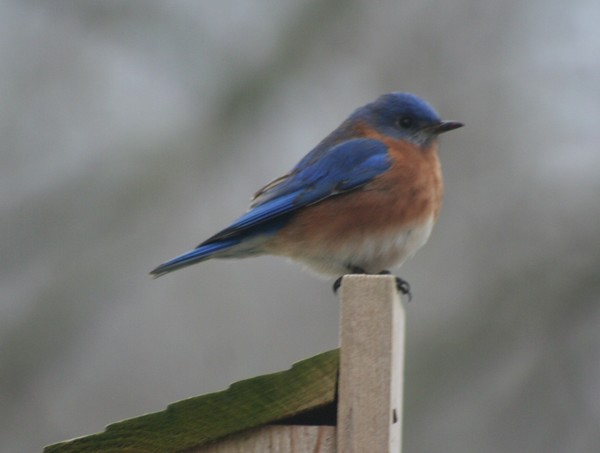Blue Bird