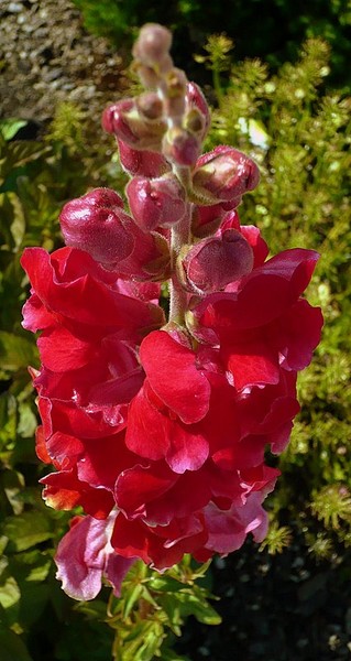 budding beauty