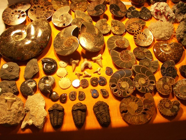 Snails fossils