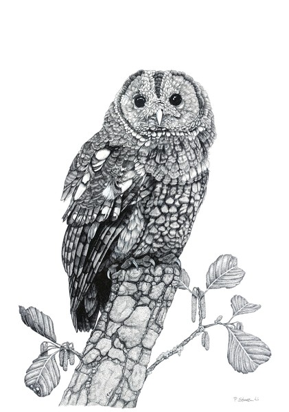 Tawny Owl 