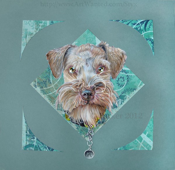 Schnauzer Portrait
