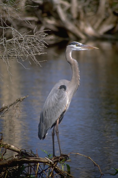 Great Blue Heron ***©2008, JDS