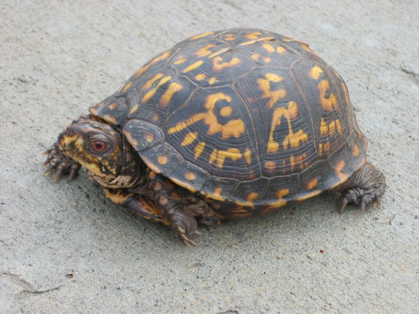Wild life wonder....Cute little turtle..!!