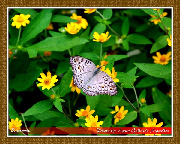 Butterfly