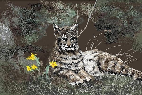 Bobcat at Ease
