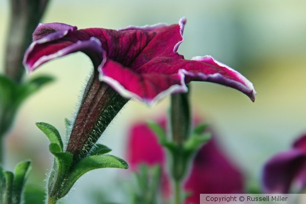 Petunia